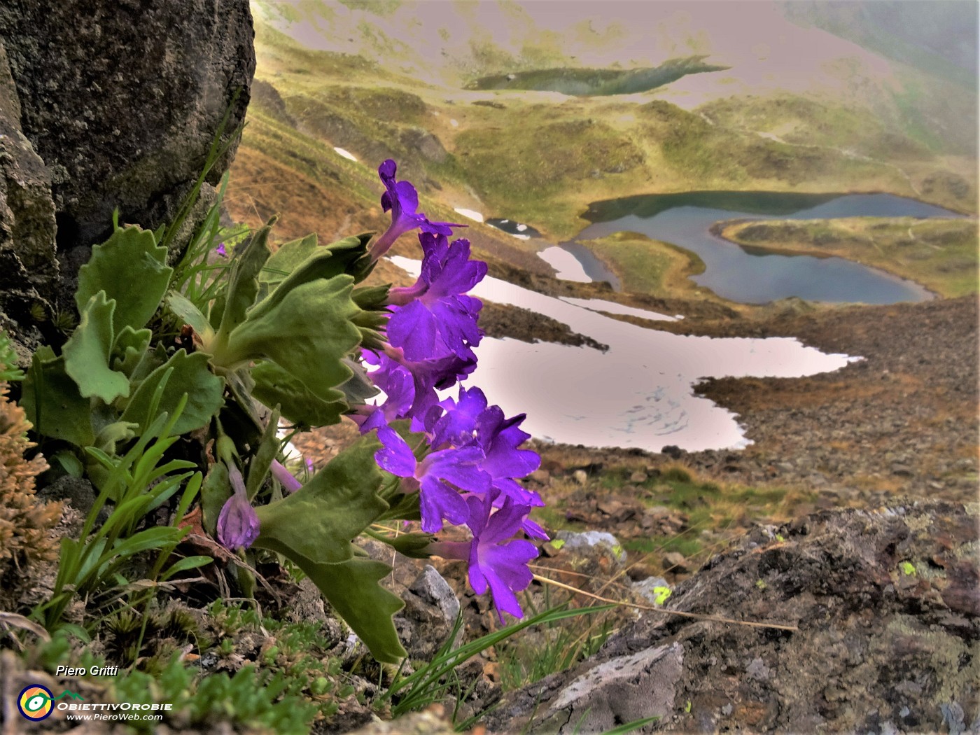 06 Primula irsuta (Primula irsuta) alla Bocchetta Triomen (2204 m) con vista sui Laghetti di Ponteranica.JPG